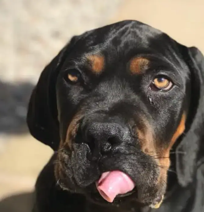 Boerboel da Elite Boerboels de Jane Kinsley