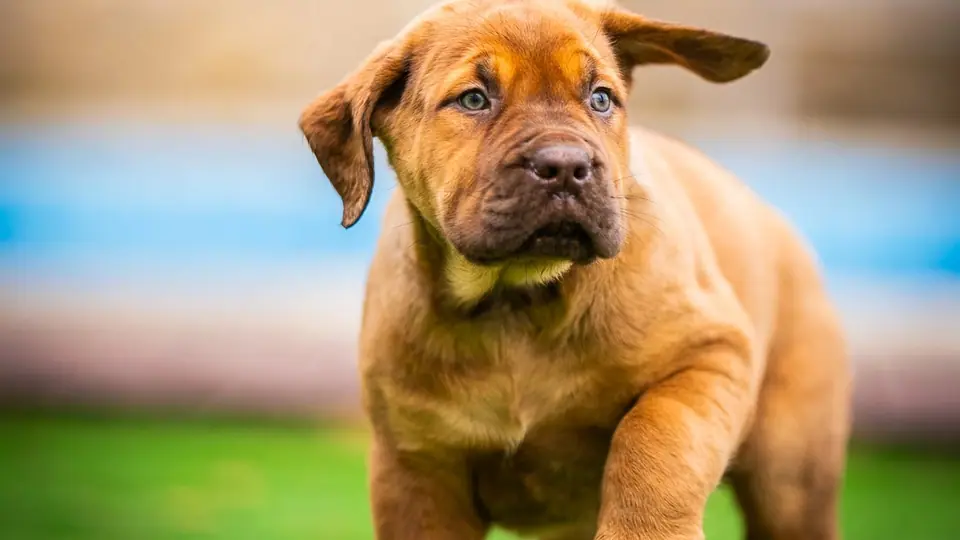 A melhor comida para cachorros Boerboel: guia prático de alimentação