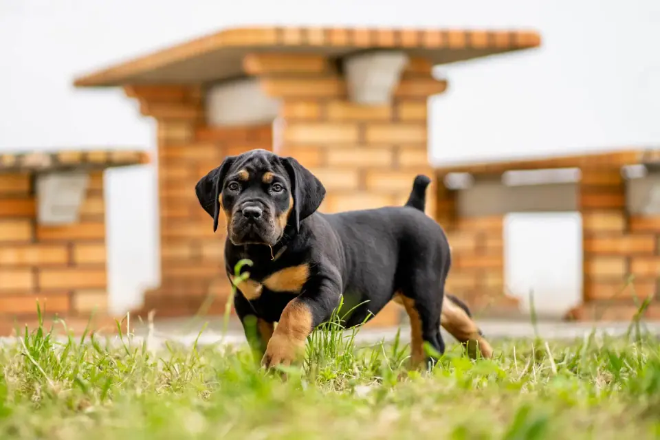 Cachorro Boerboel preto e fogo em frente ao canil
