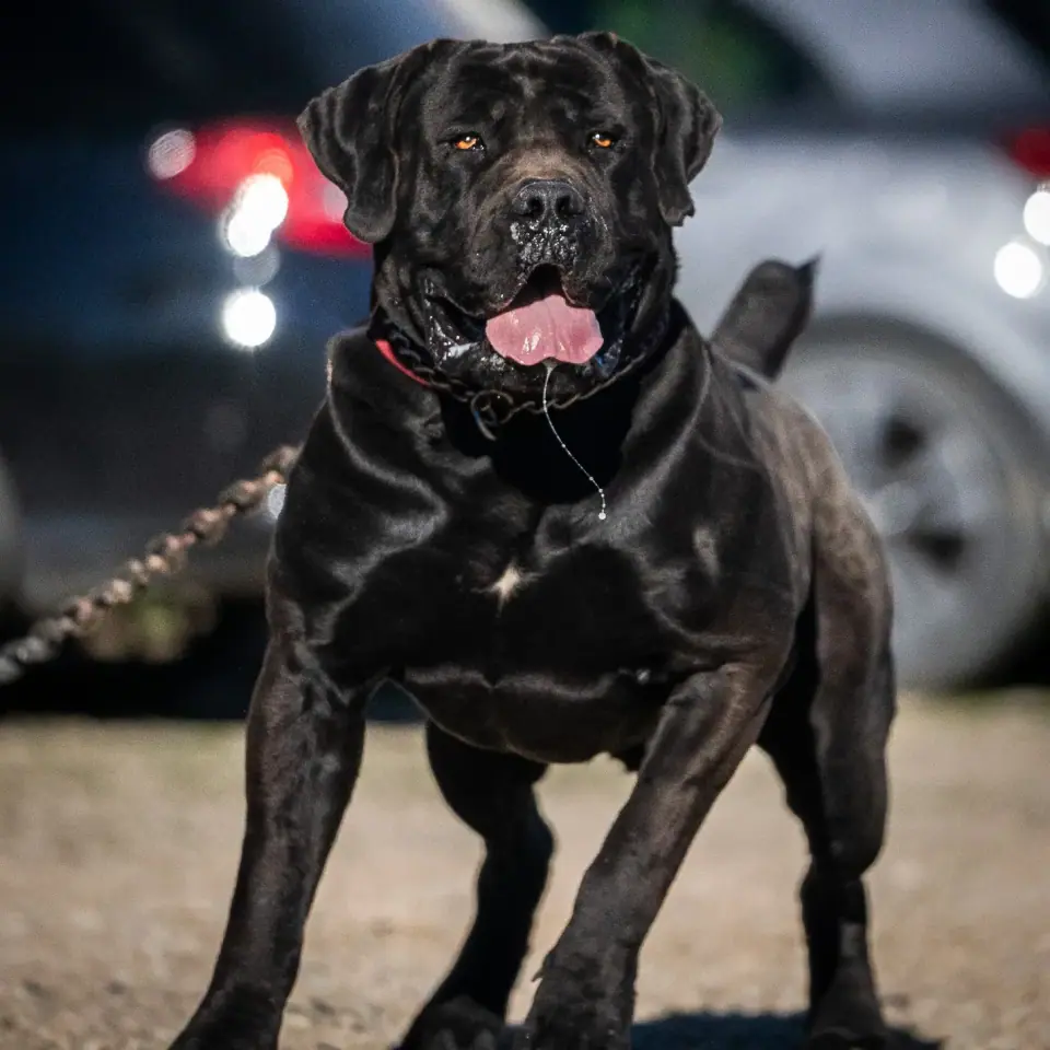 Floki, Boerboel preto