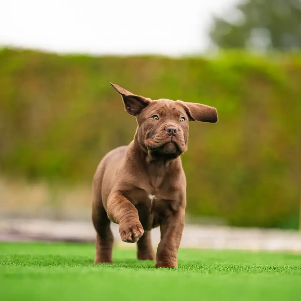 Cachorro Boerboel chocolate