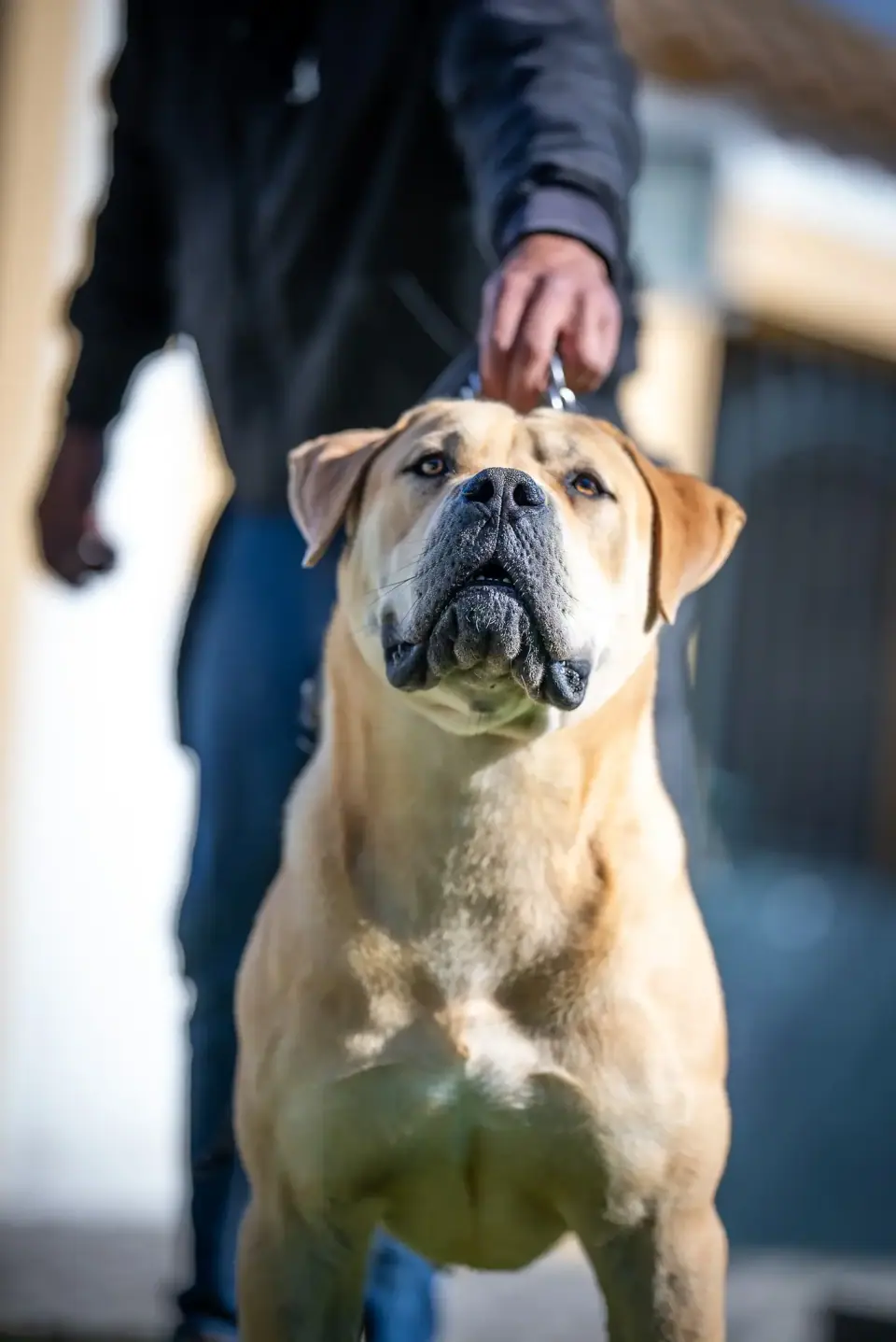 Boerboel macho fulvo de pé no cascalho