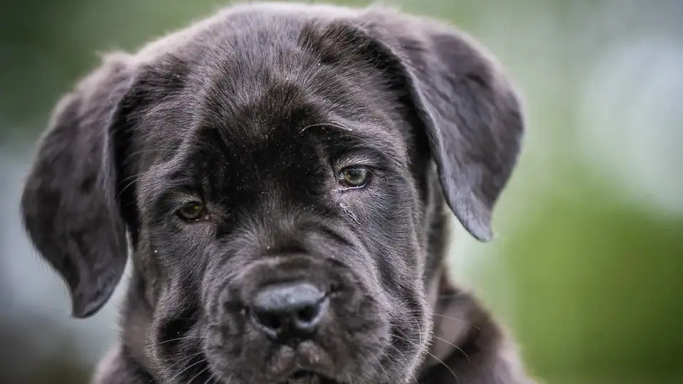 Quanto deve comer um cachorro Boerboel?