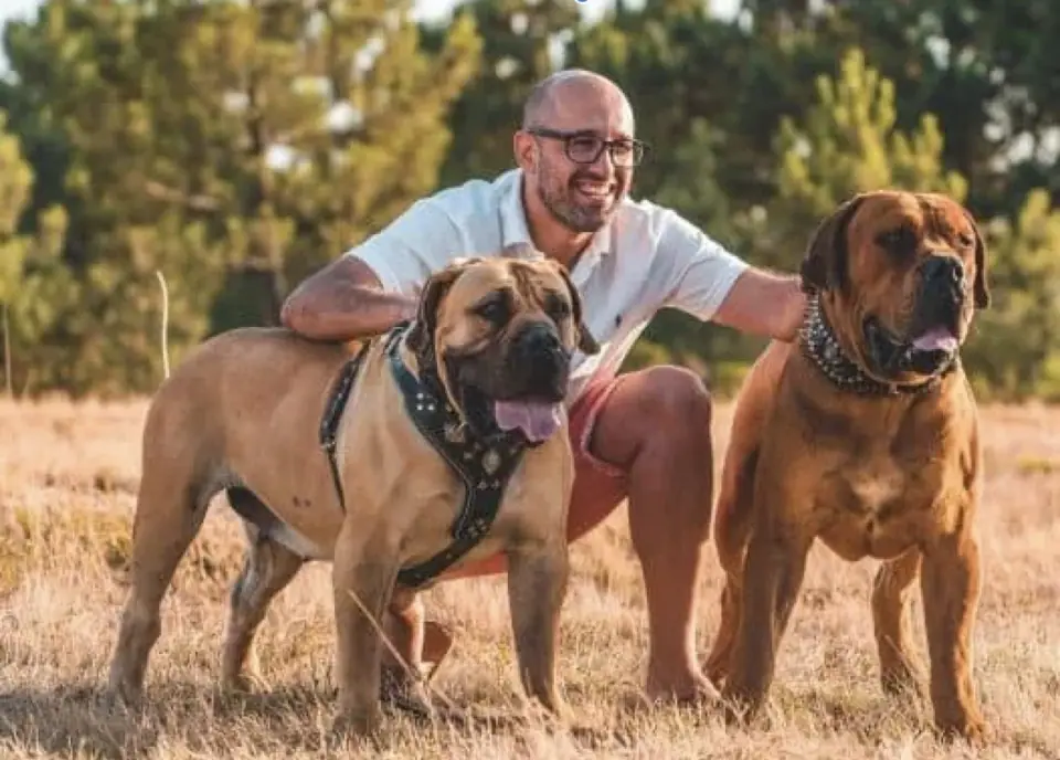 Rui Navarro ajoelhado entre dois Boerboels adultos ao ar livre