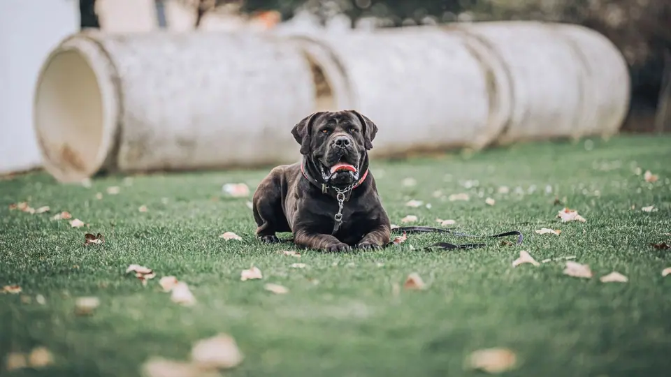 O que acontece realmente a um Boerboel depois dos 3 anos?